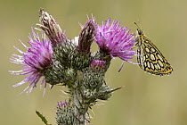 Large Chequered Skipper (Heteropterus morpheus) butterfly, Netherlands