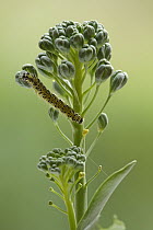 Cabbage Butterfly (Pieris brassicae) caterpillar on cabbage, Netherlands