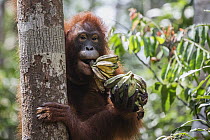Orangutan (Pongo pygmaeus) sub-adult feeding on bananas, Tanjung Puting National Park, Central Kalimantan, Borneo, Indonesia
