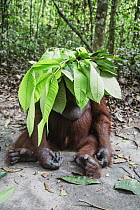 Orangutan (Pongo pygmaeus) female playing with leaves, Tanjung Puting National Park, Central Kalimantan, Borneo, Indonesia