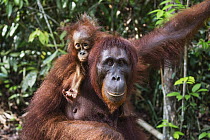 Orangutan (Pongo pygmaeus) mother and young, Tanjung Puting National Park, Central Kalimantan, Borneo, Indonesia