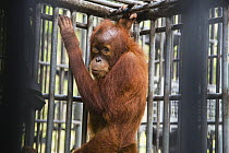 Sumatran Orangutan (Pongo abelii) orphan in cage, Medan, Sumatra, Indonesia