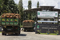 African Oil Palm (Elaeis guineensis) fruit being delivered to processing plant, Sumatra, Indonesia
