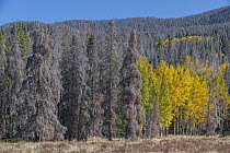 Mountain Pine Beetle (Dendroctonus ponderosae) killed trees, Rocky Mountain National Park, Colorado