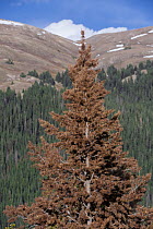 Mountain Pine Beetle (Dendroctonus ponderosae) killed tree, Rocky Mountain National Park, Colorado