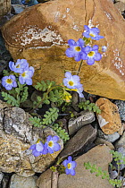 Fremont's Phacelia (Phacelia fremontii) flowers, Death Valley National Park, California
