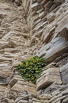 Yellow Rock Nettle (Eucnide bartonioides) flowering, Big Bend National Park, Texas