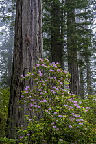 Pacific Rhododendron (Rhododendron macrophyllum) flowering in old growth Coast Redwood (Sequoia sempervirens) forest, Redwood National Park, California