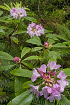 Pacific Rhododendron (Rhododendron macrophyllum) flowering in old growth Coast Redwood (Sequoia sempervirens) forest, Redwood National Park, California