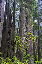 Coast Redwood (Sequoia sempervirens) trees and Pacific Rhododendron (Rhododendron macrophyllum), Redwood National Park, California