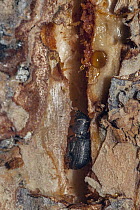 Mountain Pine Beetle (Dendroctonus ponderosae) in tunnel under bark, Colorado