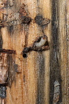 Mountain Pine Beetle (Dendroctonus ponderosae) larva under tree bark, Grand Teton National Park, Wyoming