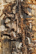 Mountain Pine Beetle (Dendroctonus ponderosae) larvae under tree bark, Grand Teton National Park, Wyoming