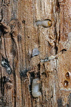 Mountain Pine Beetle (Dendroctonus ponderosae) larvae under tree bark, Grand Teton National Park, Wyoming