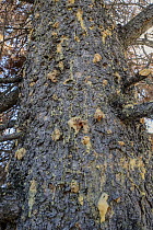Lodgepole Pine (Pinus contorta) pitch tubes, showing where Mountain Pine Beetle (Dendroctonus ponderosae) attacked tree, and tree tried to pitch it out, Colorado