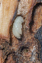 Mountain Pine Beetle (Dendroctonus ponderosae) pupa in Lodgepole Pine (Pinus contorta), Wyoming