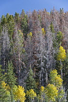 Mountain Pine Beetle (Dendroctonus ponderosae) killed trees, Colorado