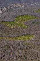 Mountain Pine Beetle (Dendroctonus ponderosae) killed Lodgepole Pine (Pinus contorta) forest, Colorado