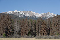 Mountain Pine Beetle (Dendroctonus ponderosae) killed trees, Rocky Mountain National Park, Colorado