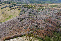 Mountain Pine Beetle (Dendroctonus ponderosae) killed Whitebark Pine (Pinus albicaulis) trees, Bridger-Bridger-Teton National Forest, Wyoming