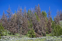 Mountain Pine Beetle (Dendroctonus ponderosae) killed Whitebark Pine (Pinus albicaulis) trees, Bridger-Teton National Forest, Wyoming