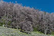 Mountain Pine Beetle (Dendroctonus ponderosae) killed Whitebark Pine (Pinus albicaulis) trees, Bridger-Teton National Forest, Wyoming