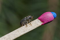 Mountain Pine Beetle (Dendroctonus ponderosae) on match, Colorado