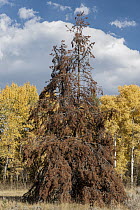 Mountain Pine Beetle (Dendroctonus ponderosae) killed Lodgepole Pine (Pinus contorta), Grand Teton National Park, Wyoming