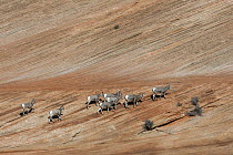 Bighorn Sheep (Ovis canadensis) herd, Zion National Park, Utah