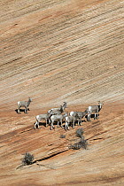 Bighorn Sheep (Ovis canadensis) herd, Zion National Park, Utah