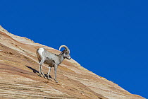 Bighorn Sheep (Ovis canadensis) ram, Zion National Park, Utah