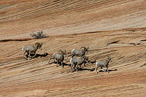 Bighorn Sheep (Ovis canadensis) males running after female, Zion National Park, Utah