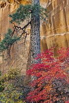 Ponderosa Pine (Pinus ponderosa) and Bigtooth Maple (Acer grandidentatum), Utah