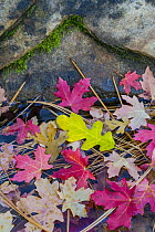 Bigtooth Maple (Acer grandidentatum) leaves in fall, Zion National Park, Utah