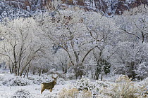 Mule Deer (Odocoileus hemionus) buck in winter, Zion National Park, Utah