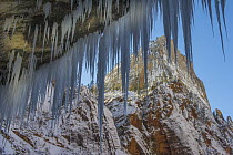 Icicles on canyon wall, Zion National Park, Utah