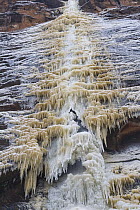 Frozen waterfall on the Virgin River, Zion National Park, Utah