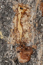 Mountain Pine Beetle (Dendroctonus ponderosae) pair killed by resin, Colorado