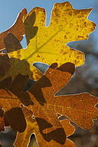 Gambel Oak (Quercus gambelii) leaves, Zion National Park, Utah