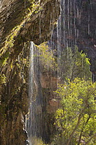 Small waterfall, Zion National Park, Utah