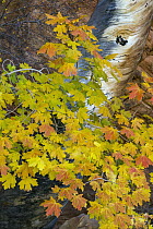 Bigtooth Maple (Acer grandidentatum) in fall, Zion National Park, Utah