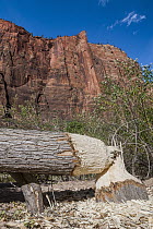 American Beaver (Castor Canadensis) felled tree, Zion National Park, Utah
