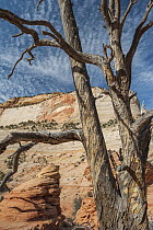 Tree and Red Arch Mountain, Zion National Park, Utah