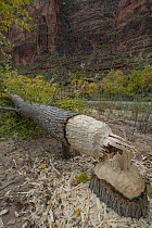 American Beaver (Castor Canadensis) felled tree, Zion National Park, Utah