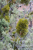 Juniper (Juniperus sp) with mistletoe, Zion National Park, Utah