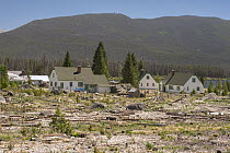 Mountain Pine Beetle (Dendroctonus ponderosae) area, killed trees near homes have been removed, Colorado