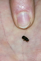 Mountain Pine Beetle (Dendroctonus ponderosae) on hand, Colorado