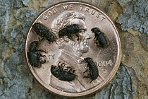 Mountain Pine Beetle (Dendroctonus ponderosae) group of dead adults on penny, Colorado