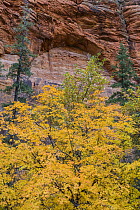 Bigtooth Maple (Acer grandidentatum) tree and arch, Zion National Park, Utah