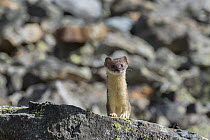 Long-tailed Weasel (Mustela frenata) in talus slope, Colorado